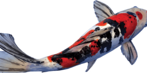 KOI