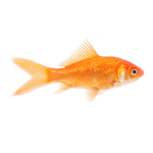 ABOUT KOI FISH