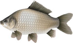 about koi history