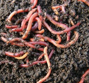 worms