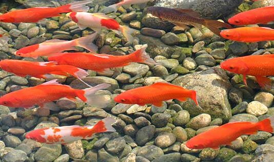 Water Pollution in Fish Ponds