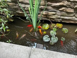 Water Pollution in Fish Ponds