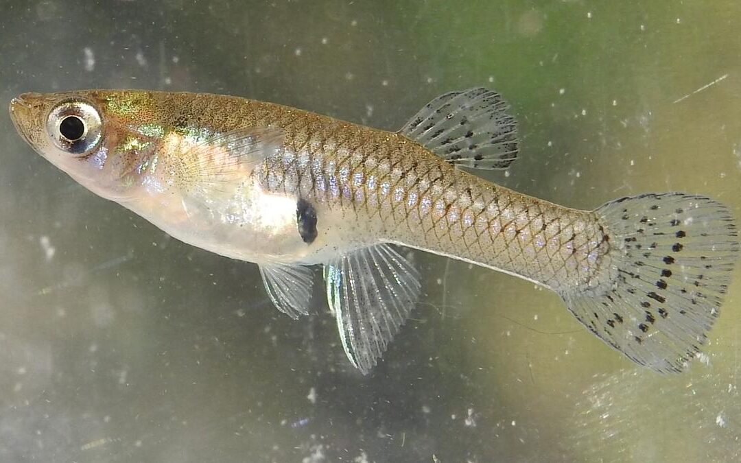 Mosquito Fish for pond control