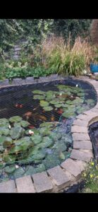 pond