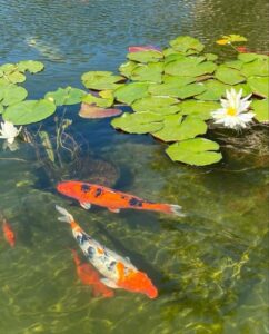 koi