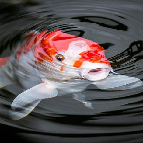 Koi pond maintenance