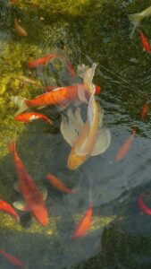 Winter koi feeding