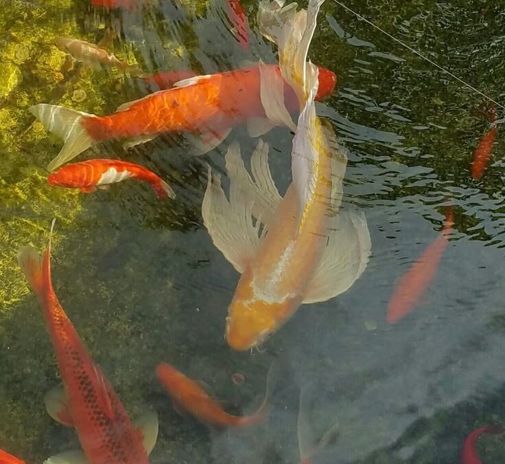 Winter Koi Feeding