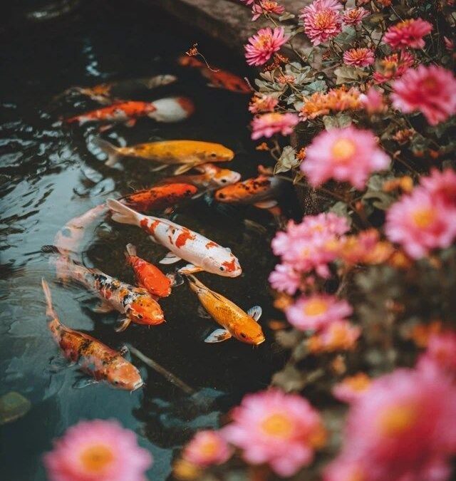 Koi pond maintenance services