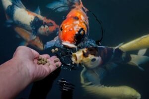 KOI FOOD 2