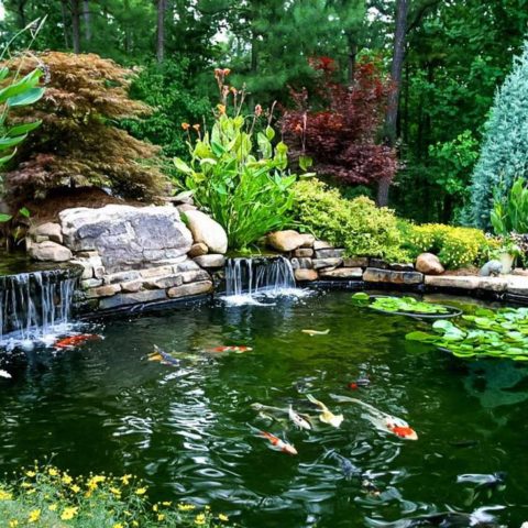 Fish Ponds | Koi Ponds | Koi Pond Construction | Koi Pond Supplies