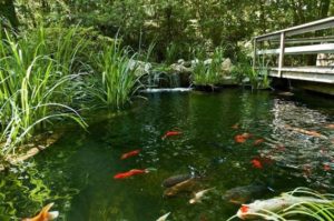 koi ponds