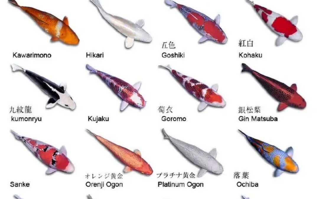 Types Of Koi