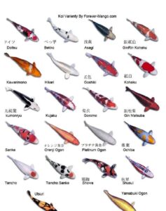types of koi